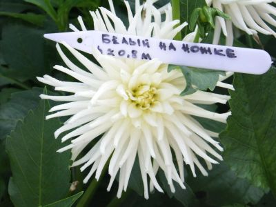 Лот: 11166641. Фото: 1. Георгин Белый на ножке.Георгины. Садовые цветы