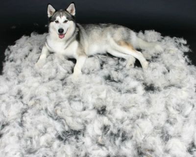 Лот: 6902942. Фото: 1. Собачья шерсть. Валяние из шерсти