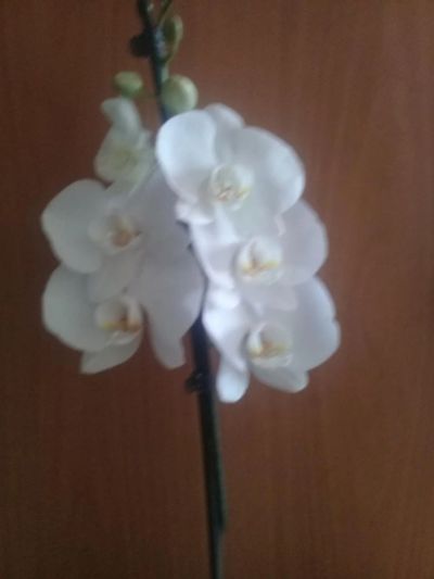 Лот: 9086123. Фото: 1. орхидея фаленопсис/. Горшечные растения и комнатные цветы