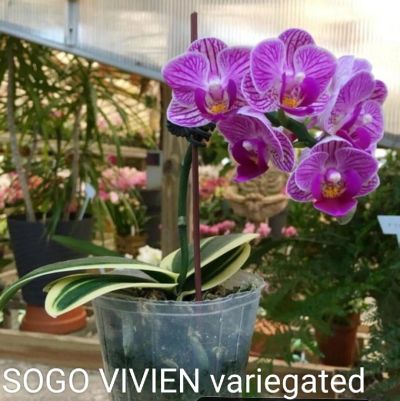 Лот: 19260564. Фото: 1. Орхидею Sogo Vivien. Горшечные растения и комнатные цветы