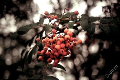 Лот: 2004738. Фото: 1. Nikon D40 + объектив Industar... Цифровые зеркальные