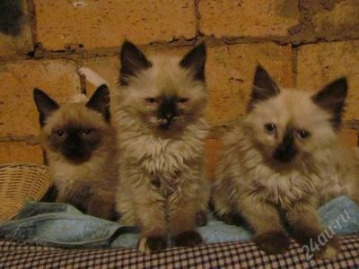 Лот: 2605858. Фото: 1. осталась одна кошечка!!! заберите. Кошки, котята