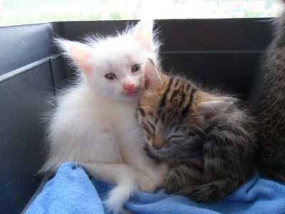 Лот: 5623440. Фото: 1. Котята. Кошки, котята