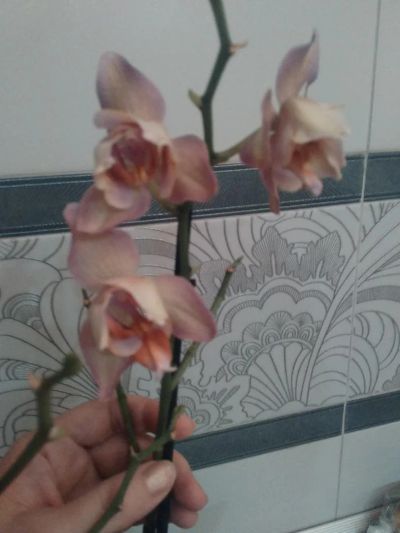 Лот: 9341517. Фото: 1. Орхидея фаленопсис пелоричная... Горшечные растения и комнатные цветы