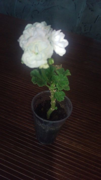 Лот: 14068111. Фото: 1. Пеларгония Кронпринцесса Мэри. Горшечные растения и комнатные цветы