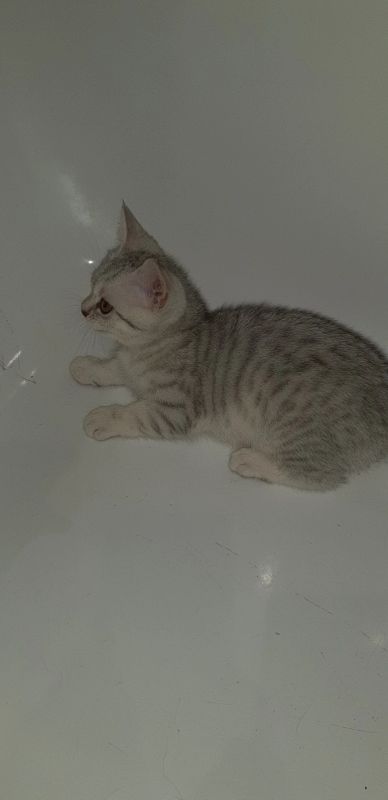 Лот: 14586142. Фото: 1. Шотландские котики. Кошки, котята