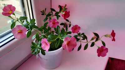 Лот: 15838706. Фото: 1. Калибрахоа Kabloom Coral, Yellow... Садовые цветы