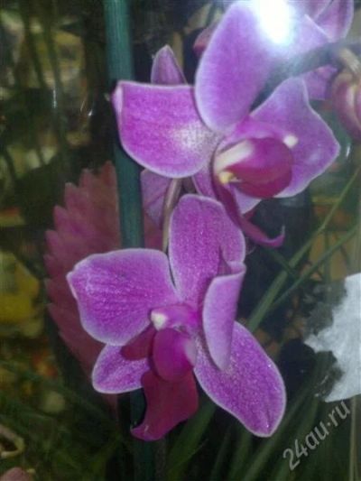 Лот: 1348859. Фото: 1. орхидея маленькая. Горшечные растения и комнатные цветы