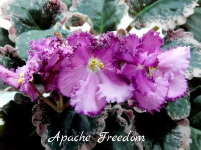 Лот: 6348244. Фото: 1. Фиалка сортовая Apache Freedom... Горшечные растения и комнатные цветы