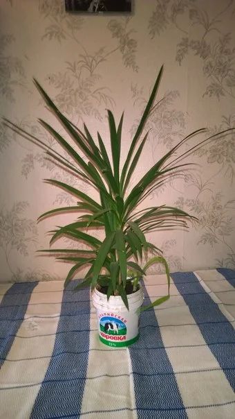 Лот: 4160459. Фото: 1. Драцена – Dracaena. Горшечные растения и комнатные цветы