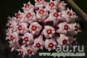 Лот: 13591674. Фото: 1. Хойя Hoya acuta (Pink flowers... Горшечные растения и комнатные цветы
