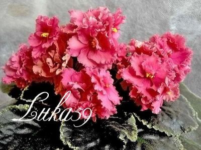 Лот: 1422063. Фото: 1. Детка сенполии Ness' Orange Pekoe... Горшечные растения и комнатные цветы