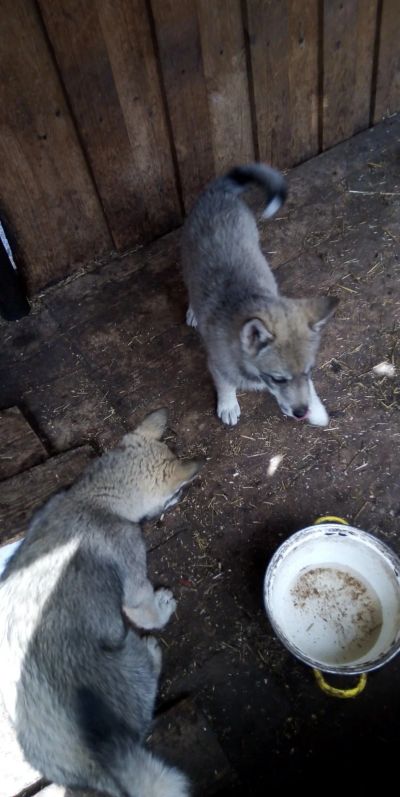 Лот: 16081478. Фото: 1. Лайки. Собаки, щенки