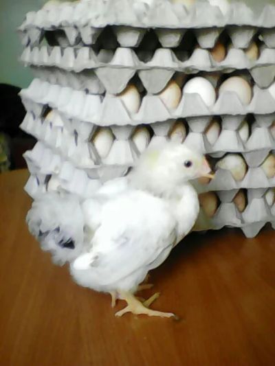 Лот: 8613352. Фото: 1. Яйцо икубационное. Птицы