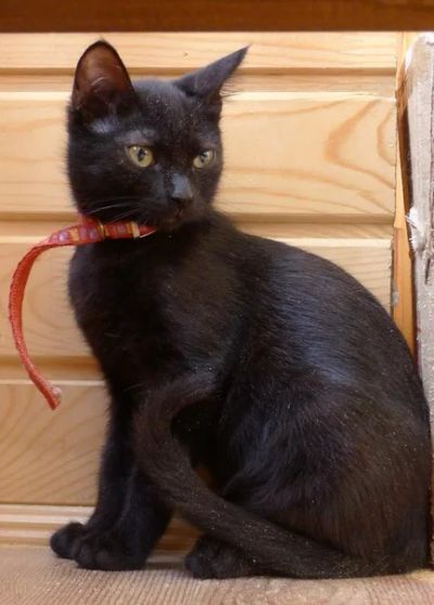 Лот: 3222588. Фото: 1. Кошечка Софа. Кошки, котята