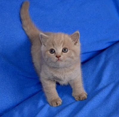 Лот: 5056830. Фото: 1. шотландский котик к 14 Февраля... Кошки, котята
