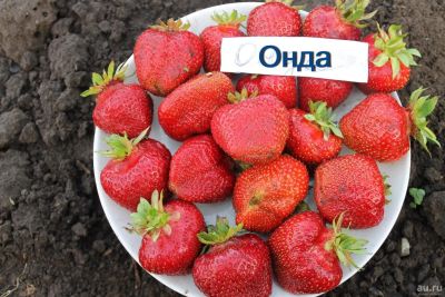 Лот: 13826302. Фото: 1. Саженцы клубники (Земляники) сорт... Ягоды