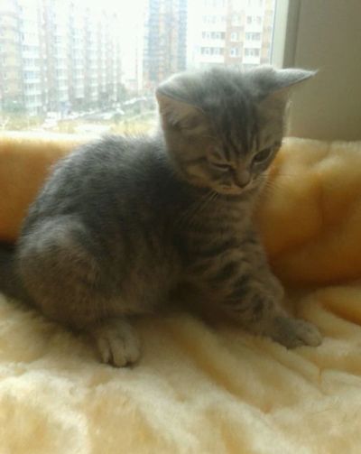 Лот: 12142585. Фото: 1. Продаются чистокровные британские... Кошки, котята