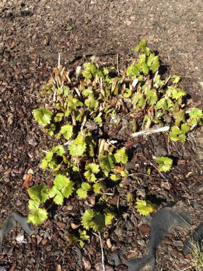 Лот: 5499268. Фото: 1. Бузульник 150 см 1/4 куста. Другое (семена, рассада, садовые растения)