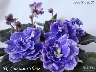 Лот: 12088852. Фото: 1. фиалка Зимняя ночь-большая детка. Горшечные растения и комнатные цветы