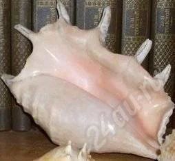 Лот: 678895. Фото: 1. Ракушки. Грунты, украшения, наполнения