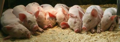 Лот: 10525317. Фото: 1. Куплю пищевые отходы, кондитерские... Другое (продукты)