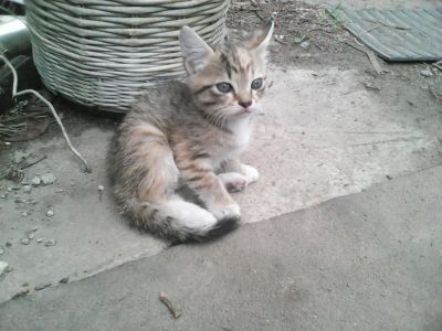 Лот: 9811094. Фото: 1. Кошка, котенок. Кошки, котята