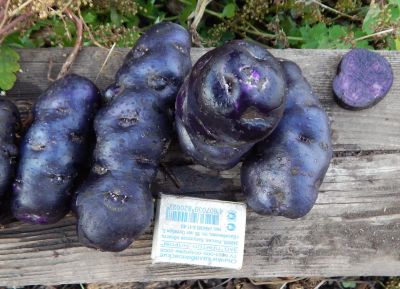 Лот: 2705901. Фото: 1. Пурпурный картофель Vitelotte... Другое (семена, рассада, садовые растения)