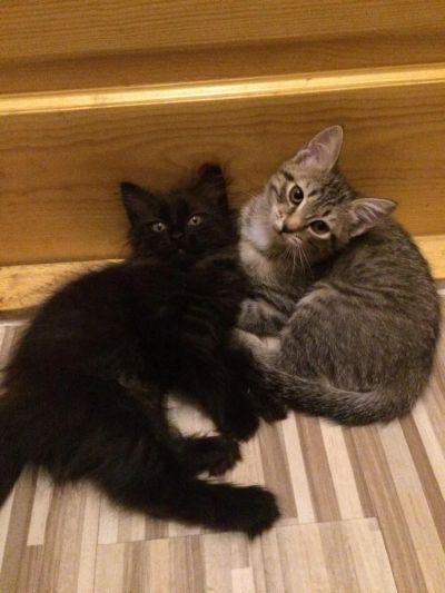 Лот: 6352311. Фото: 1. Котятки. Кошки, котята