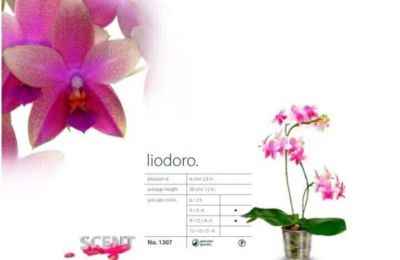 Лот: 15188833. Фото: 1. Орхидея фаленопсис Liodoro. Горшечные растения и комнатные цветы