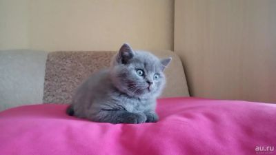 Лот: 8946441. Фото: 1. Шотландские голубые прямоухий... Кошки, котята