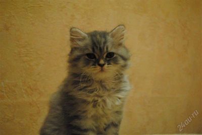 Лот: 2381536. Фото: 1. Британский котенок. Кошки, котята