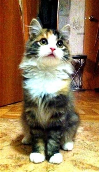 Лот: 1325419. Фото: 1. Отдам кошечку в добрые руки. Кошки, котята