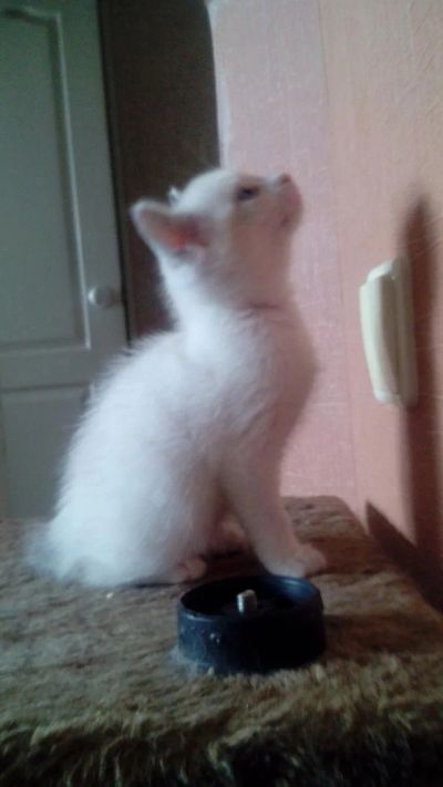 Лот: 6040712. Фото: 1. Отдам красивого котенка. Кошки, котята