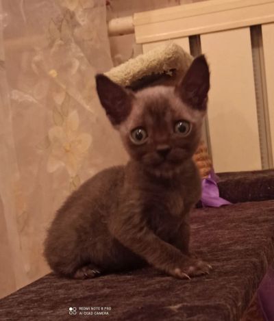 Лот: 20545853. Фото: 1. Котята. Кошки, котята