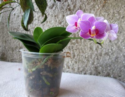 Лот: 25551348. Фото: 1. Орхидея фаленопсис от садовника... Горшечные растения и комнатные цветы