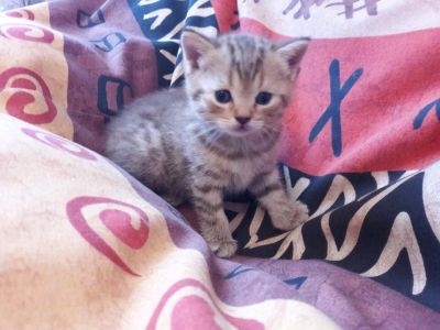 Лот: 7863557. Фото: 1. Британец Тигр. Кошки, котята