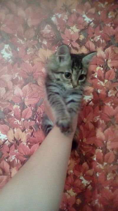 Лот: 8145673. Фото: 1. Котёнок даром,девочка). Кошки, котята