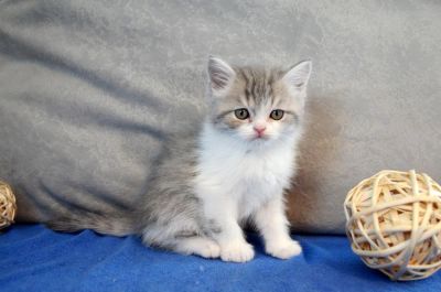 Лот: 7332576. Фото: 1. Мальчик голубой биколорный. Кошки, котята