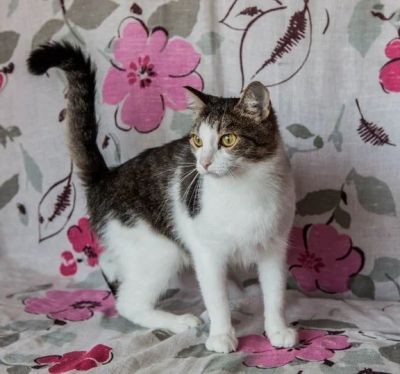 Лот: 7349183. Фото: 1. Кот весёлый и пригожий снимет... Кошки, котята