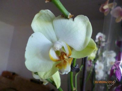 Лот: 2978744. Фото: 1. Орхи дея фаленопсис. Горшечные растения и комнатные цветы