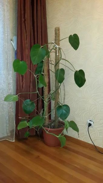 Лот: 3705412. Фото: 1. цветок Монстера. Горшечные растения и комнатные цветы