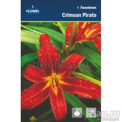 Лот: 15916160. Фото: 1. Лилейник Малиновый Пират, Crimson... Садовые цветы