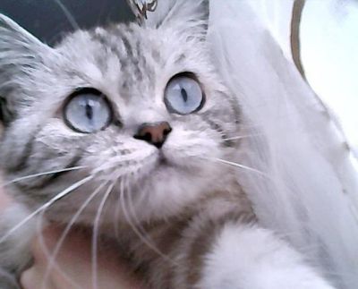 Лот: 3013229. Фото: 1. Кошка - британка. Кошки, котята