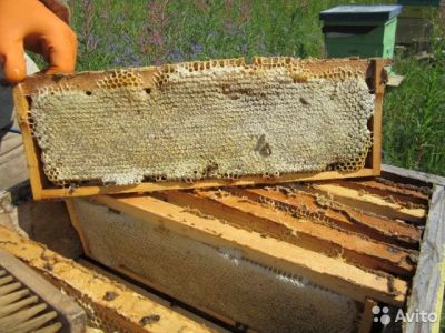 Лот: 8388991. Фото: 1. Мёд в сотах. Мёд, продукты пчеловодства