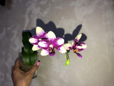 Лот: 24671920. Фото: 1. Орхидея Phal. Jia Ho Summer Love... Горшечные растения и комнатные цветы