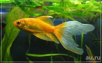 Лот: 9604075. Фото: 1. Золотая рыбка Комета «Gold» (Carassius... Рыбки