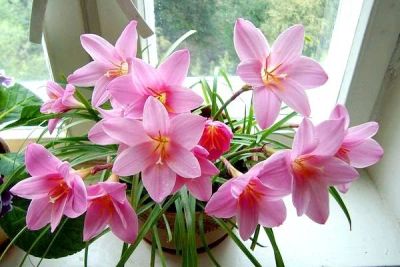 Лот: 11241106. Фото: 1. Зефирантес розовый (выскочка... Горшечные растения и комнатные цветы