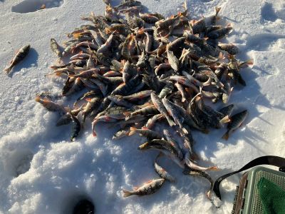 Лот: 21642896. Фото: 1. Окунь свежемороженый 5кг. Икра, рыба, морепродукты