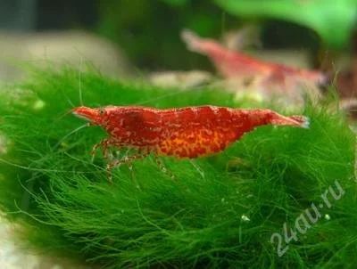 Лот: 132750. Фото: 1. Креветка неокаридина "Red Cherry... Другое (аквариумистика)